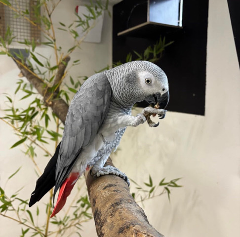baby African Grey parrots 