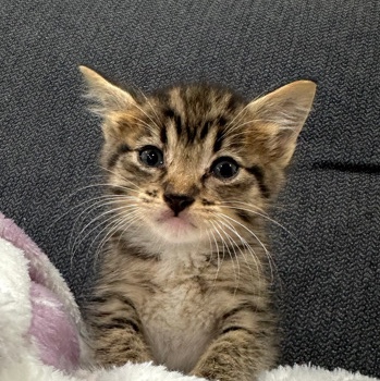 Kitten