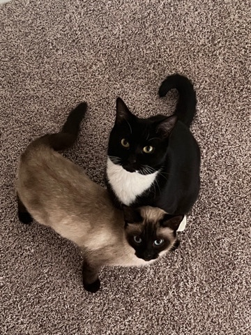 Siamese – Lola rehome