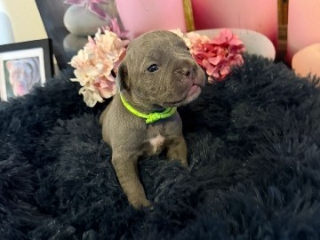 Olde English Bulldogge – New englische Bulldoggen