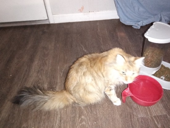 Others - rehome  available for adoption in Dallas