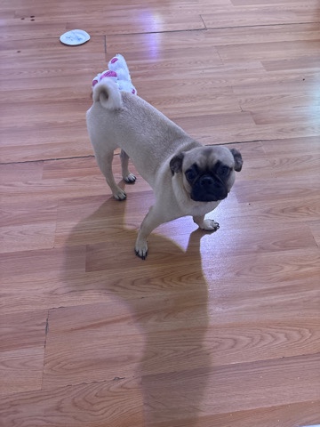 Pug – vendo perrita