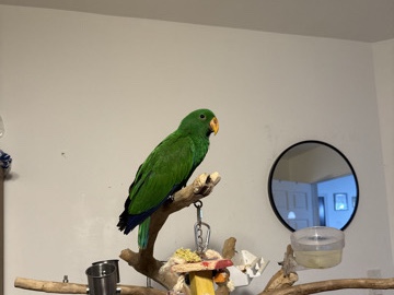 Eclectus – 5 month old EClectus – Edison