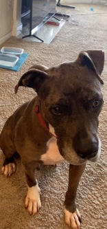 American Pit Bull Terrier – cameroon