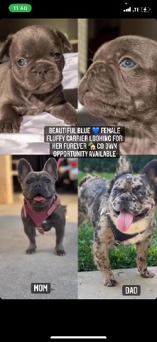 French Bulldog β Frenchie looking for her furever π‘