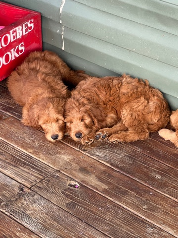 Golden Retriever – Goldendoodle pups