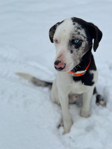 Catahoula Cur – rehoming