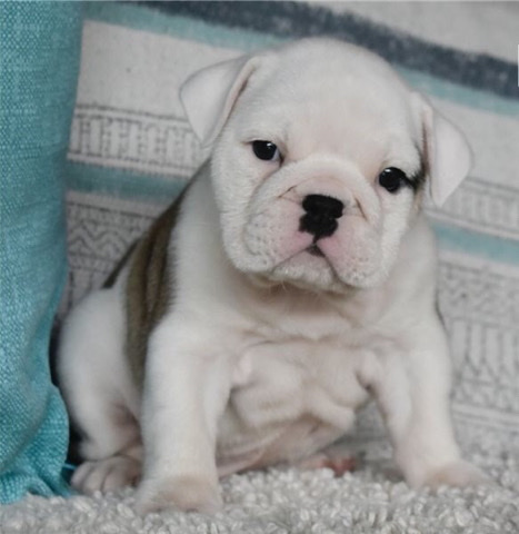 Bulldog – English bulldog Puppies ready for their new home