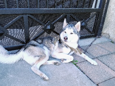 Rehoming Husky