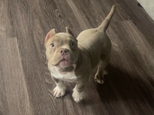 Bull Terrier (Miniature) – Micro / Pocket Bully – Lithonia
