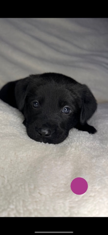 Labrador Retriever – Labrador X Dutch Herder