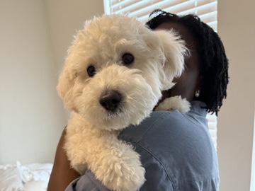 Maltipoo – Male Maltipoo puppy – Richmond