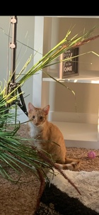 Orange Tabby :)