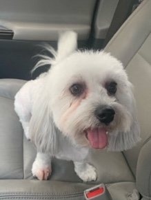 Coton de Tulear – 1 year old Coton De Tulear