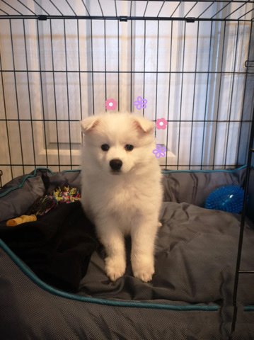 American Eskimo Dog – Yoyo
