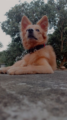 Pomeranian – brown Pomeranian dog for sale