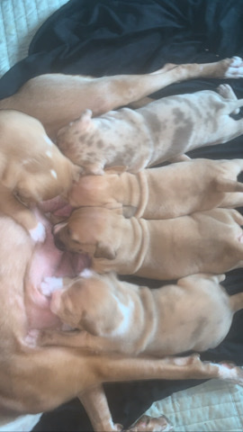 American Pit Bull Terrier – papi pups