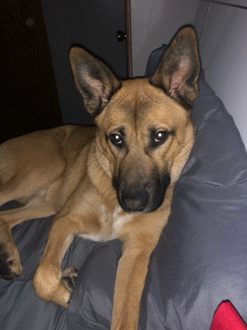 German Shepherd – Chim Chim