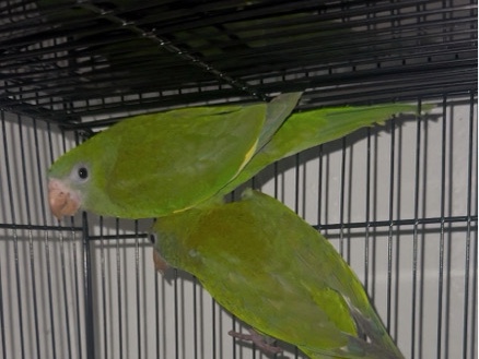 canary winged parrots 