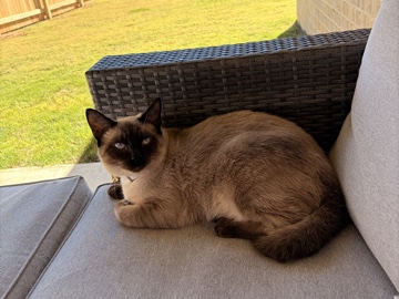 Siamese – Siamese Mix – Jackson