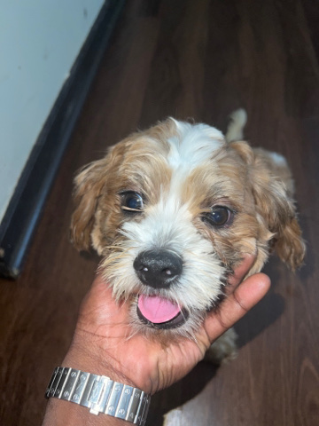 Toy Trawler Spaniel – Mini Golden Doodle