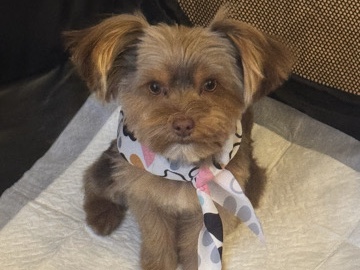 Yorkshire Terrier – Rehome this loving puppy. – Peyton