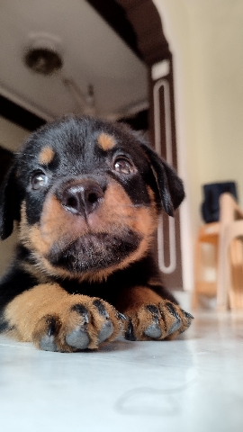 Rottweiler – Pet for sale
