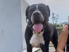 American Staffordshire Terrier – Denver en adopción – Montcada i Reixac