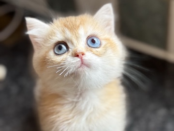 British Shorthair – GCCF reg BSH Black Golden Odd Eyes Female Kitten – Ruislip