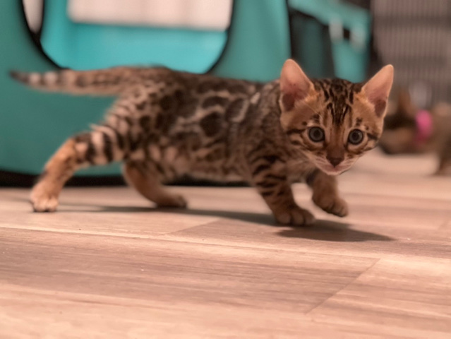 Cat Boarding