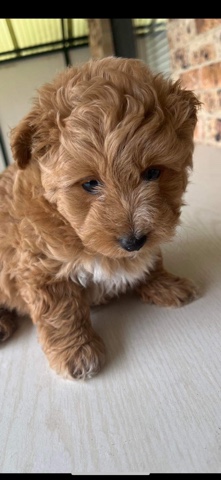 Poodle – Toy poodle