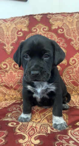 Australian Shepherd – Lab/Australian Shepherd Mix- Mr Wiseguy