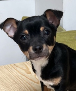 Chihuahua – Beautiful male chihuahua puppy