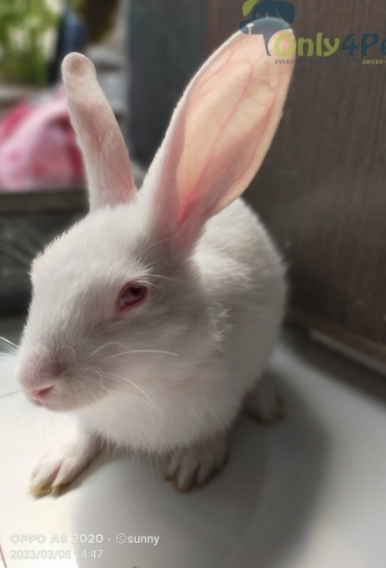 Florida White – cute Florida white rabbit