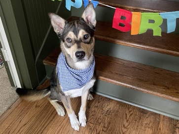 Siberian Husky – Tyson — Husky / Kelpie Mix – Fort Worth