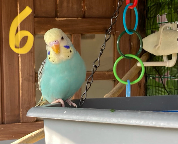 Budgerigar – budgies for sale