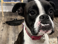 Boxer – Boxer – White Bluff