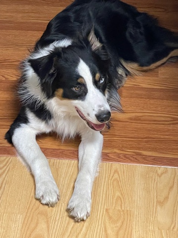 Australian Shepherd – Aussie Rehome