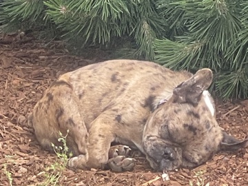 French Bulldog - Adorable Pair of French Bulldogs – Perfect Pets available for adoption in Lakewood