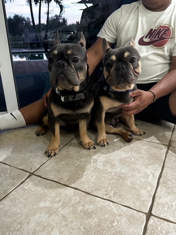 French Bulldogs