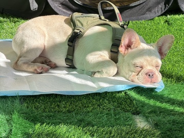 French Bulldog - frenchie available for adoption in San Diego