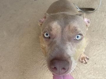 American Pit Bull Terrier – Loving Pitbull Seeking A Loving Home – Ocala