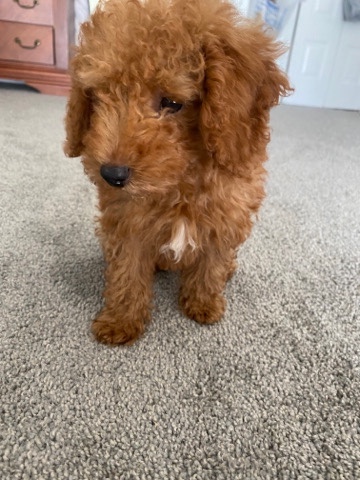 mini poodle