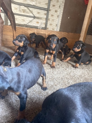 Doberman Pinscher – Puppy