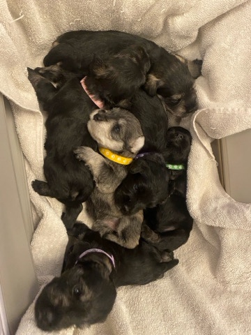 Miniature Schnauzer – KC Minature Schnauzer Puppies Champion Blood Line.