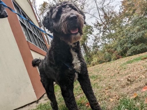 1 yr old Aussie doodle **WILLING TO NEGOTIATE**