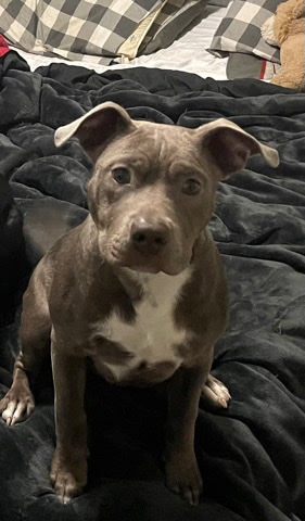 American Bulldog – American Bully For Sale
