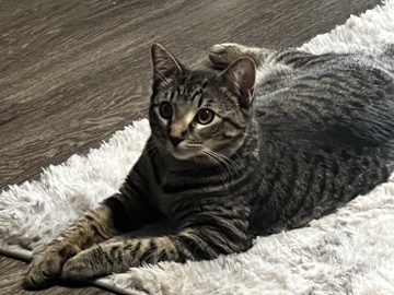 Adult Cat inside cat – Jacksonville