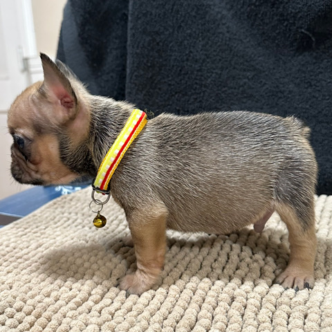 French Bulldog – AKC French Bulldog Puppy