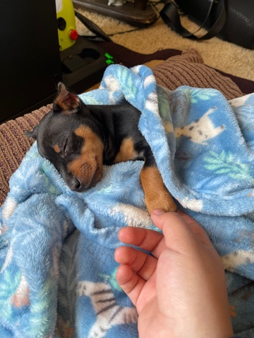 Miniature Pinscher – miniature pinscher